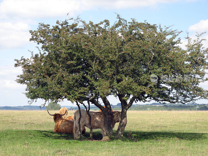 英国格洛斯特郡，Minchinhampton Common上的牛